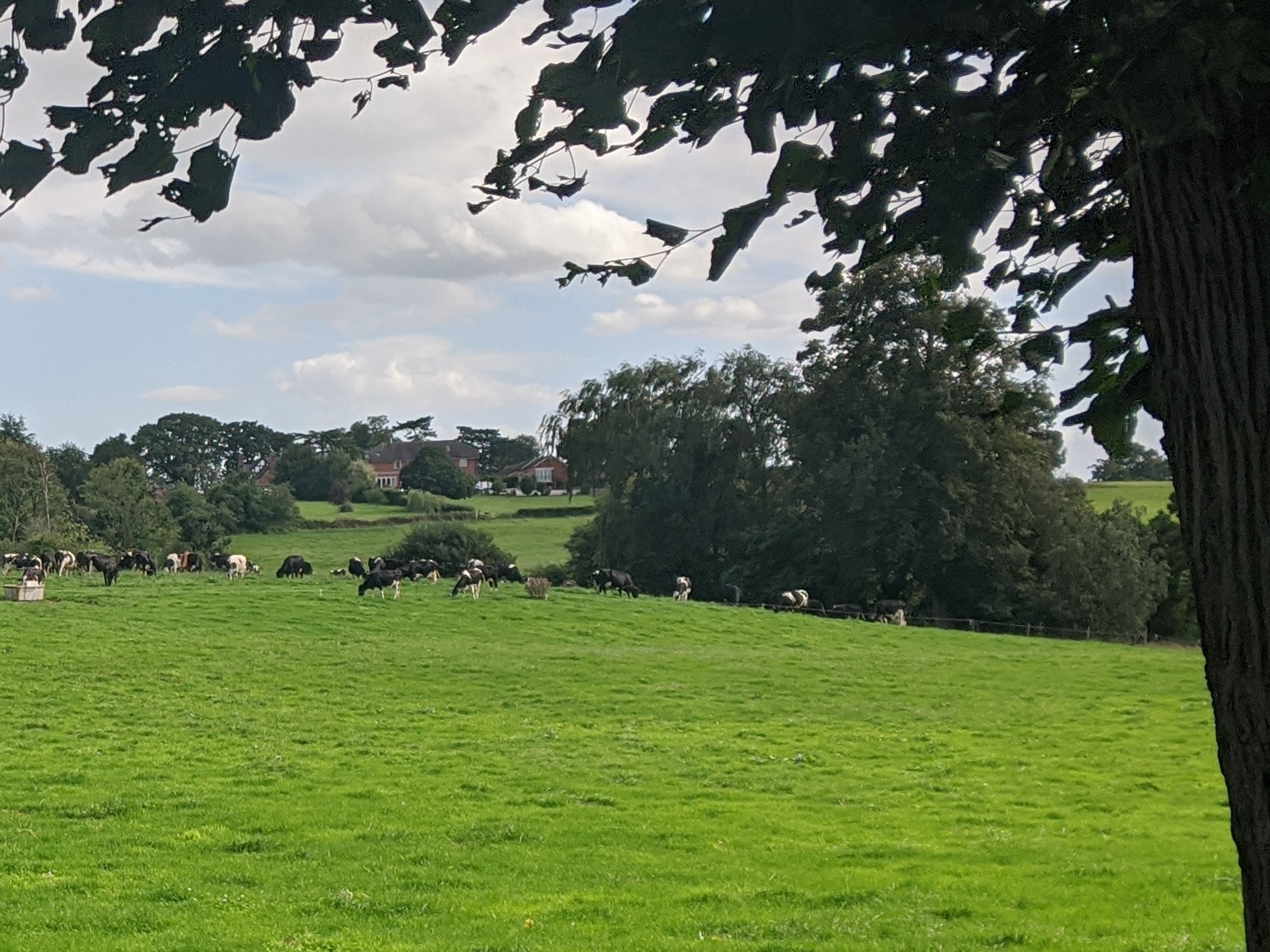 Cattle grazing behind Hankelow court, 20th August